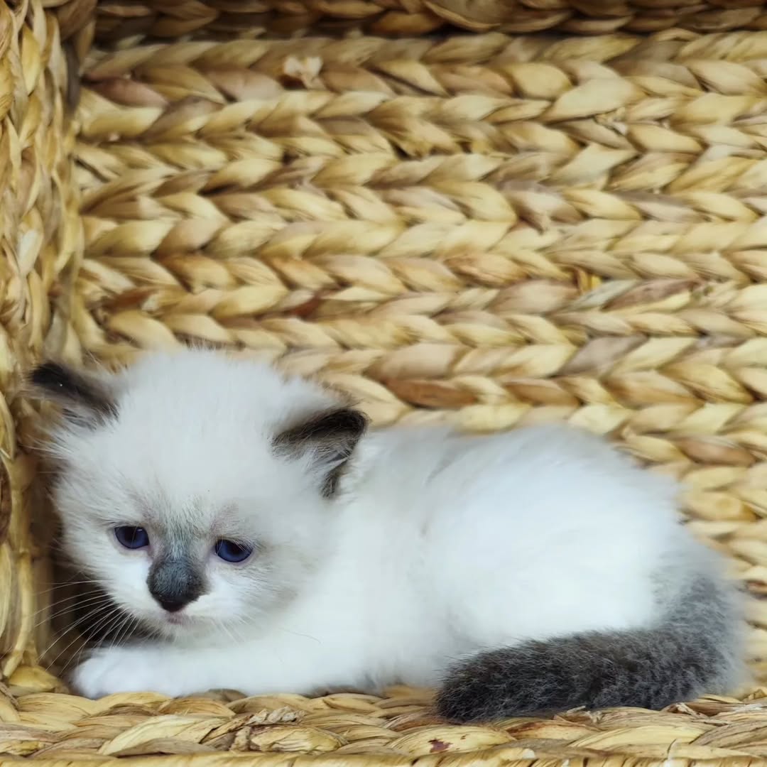 available shih tzu puppies