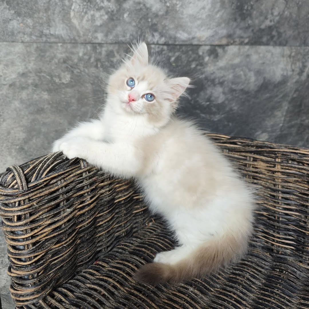 available shih tzu puppies